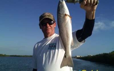 Redfish In Ponce Inlet
