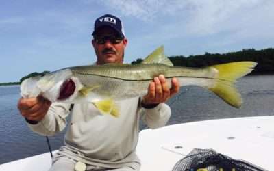 Florida Snook The Seasonal Treat